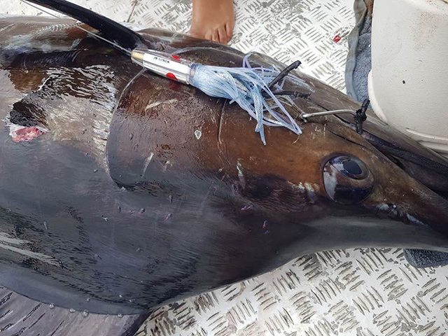 ANGLER: Mick Roberts SPECIES: Blue Marlin WEIGHT: 190kg LURE: 9.5" JB Little Jindivick.